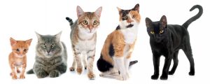 Short Article on Cat Pet