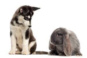 Rabbit as a pet with other pets 