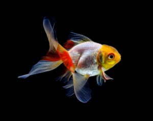 Goldfish Specie