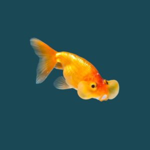 Beautiful Goldfish