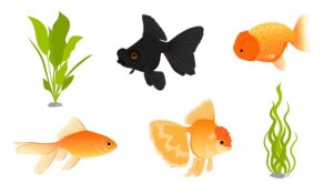 Gold fish species