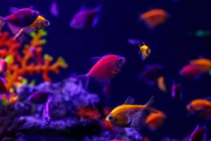 Best Tropical Fish for Beginners