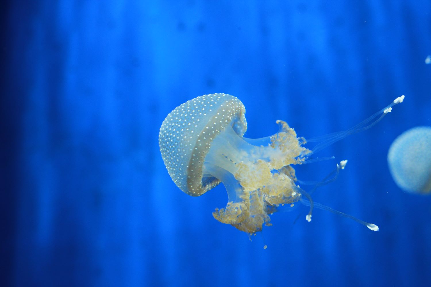 Pet Jellyfish - My Hobby Portal