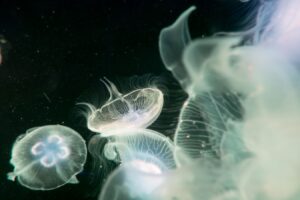Pet Jellyfish in Aquarium