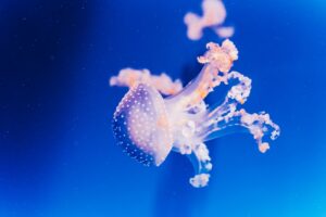 Pet Jellyfish
