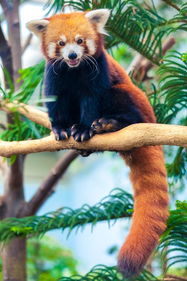 Red Panda an Endangered Species