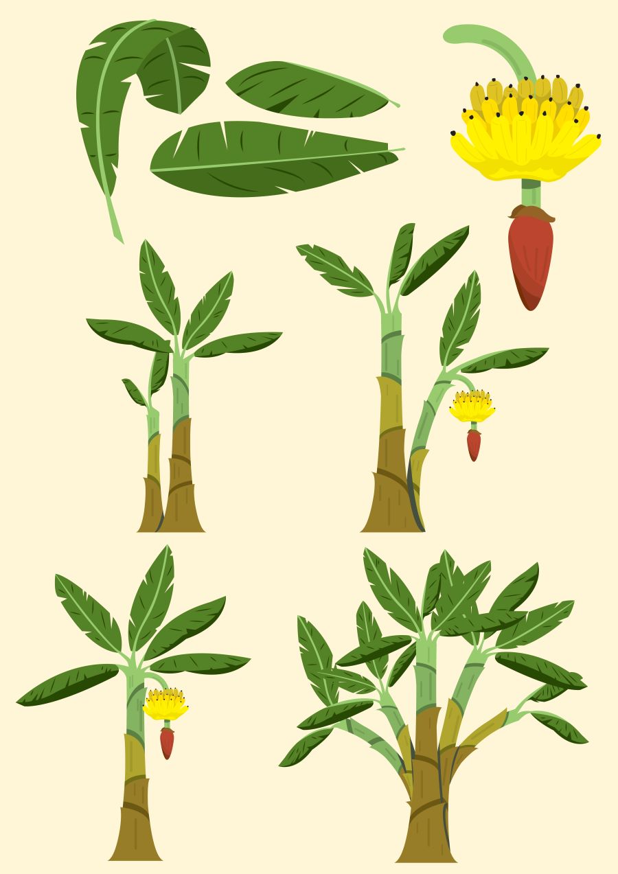 Development of Banana Fruit