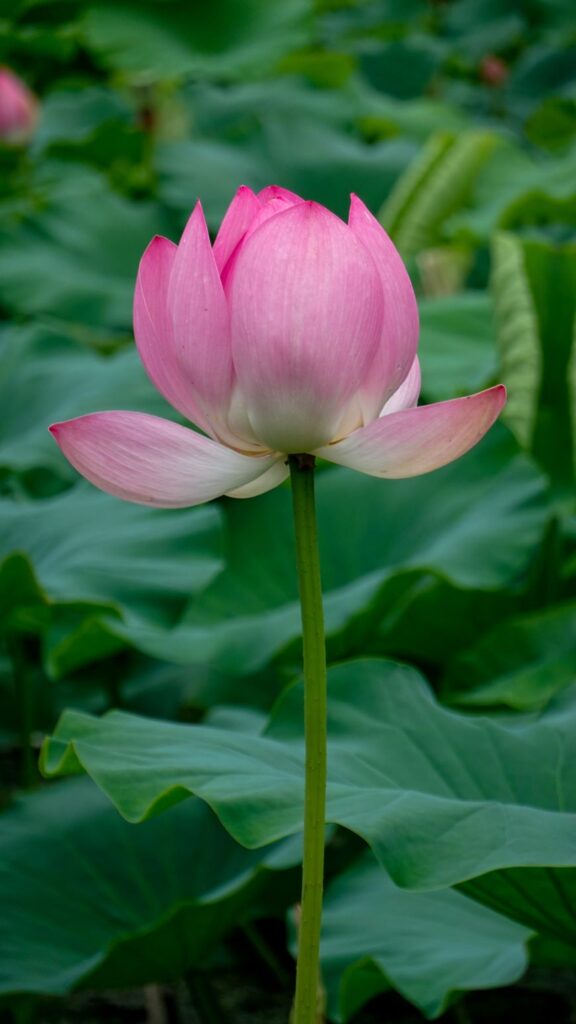 Lotus Flower meanings